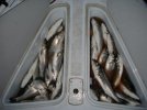 DSC01412.JPG