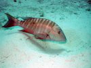 16 Mutton  Snapper.JPG