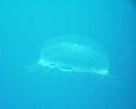 Moon Jelly.jpg