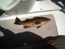 IMG0257 giant bass 8-20-06.jpg