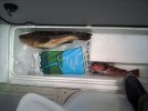 IMG0258 giant bass.jpg