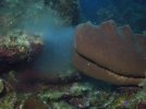 Sponge Spawn Step 1.JPG