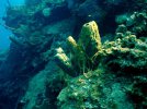 Sponge Spawn Step 3.JPG