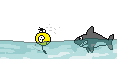 sharkattack[1].gif