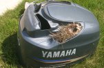 yamaha daddy.jpg