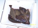 100_3396 halibut 5-23-09.jpg