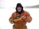 Yellow Perch.jpg