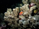 Blackside Hawkfish.jpg