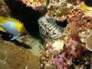 Hawaiian Tiger Cowry 1.jpg