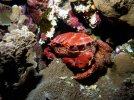 Splendid Pebble Crab 1.jpg