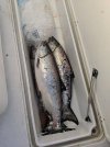 IMG_20190702_073648.jpg