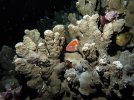 Blackside Hawkfish-DeNoiseAI-clear.jpg