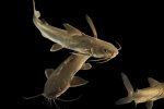 Sea Catfish.jpg