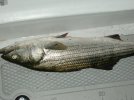 boat3 030.jpg
