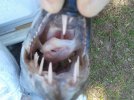 Cuda Teeth1.jpg