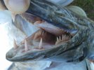 Cuda Teeth2.jpg
