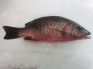 IMG_20130906_125404.jpg