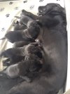 puppies one is mine.JPG