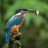 KINGFISHER10
