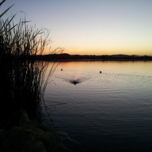Strikers first duck retrieves