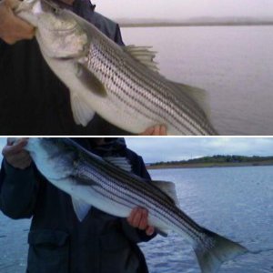 Photos