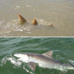 Keys Fishing