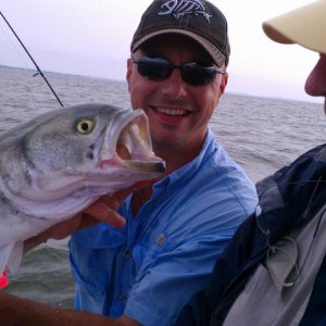 bLUEFISH.jpg