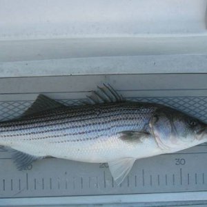 bass5-28.jpg