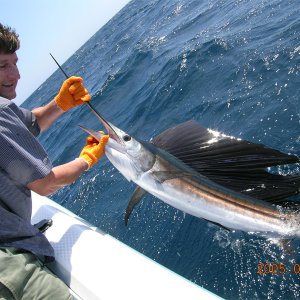 billfish.jpg