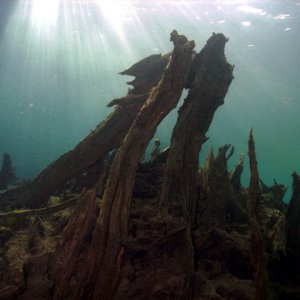 Cypress_Stump_at_Morrison_Springs.jpg