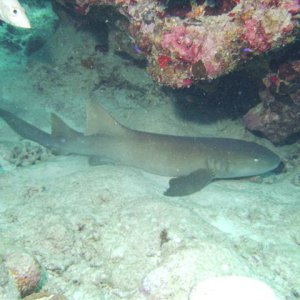 Nurse_Shark.JPG