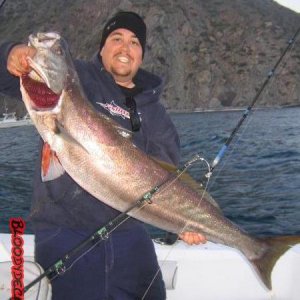 35_5_lb_seabbass.jpg