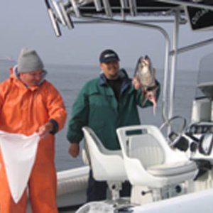 seabass_head1.jpg