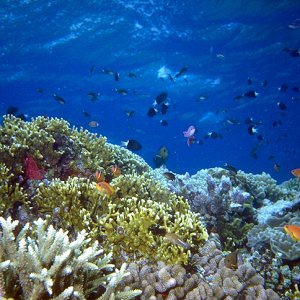 reefscene.JPG