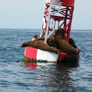 Some_Sea_Lions_just_outside_the_Newport_Breakwater_-_Web_Size.JPG