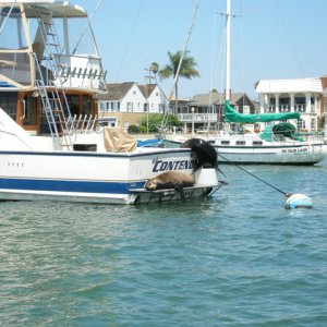 Sea_Lions_on_Boat_-_Web_Size.JPG
