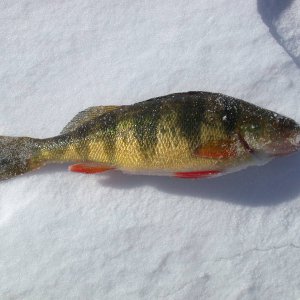 Perch_on_Snow.JPG