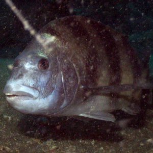 Sheepshead1.jpg