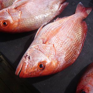 PICT0004.JPG