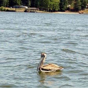 Pelican_on_Lake_Wylie.jpg