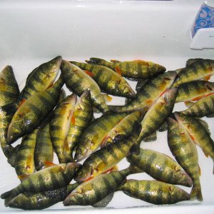 Occoquan_Perch_2008.jpg