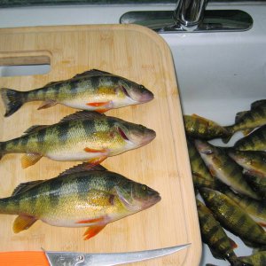 Occoquan_Perch_2008_3.jpg