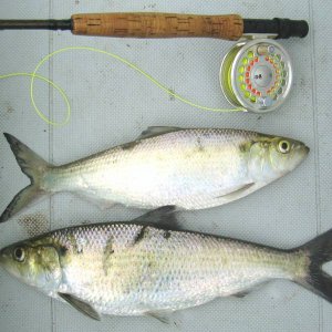 Shad_Run_08_001.jpg