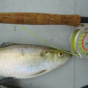 Shad_Run_08_004.jpg