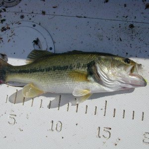 Misc_2008_005.jpg