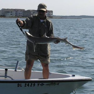 Shark_1.JPG