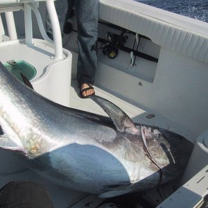 Tuna_6_20_2008007.JPG