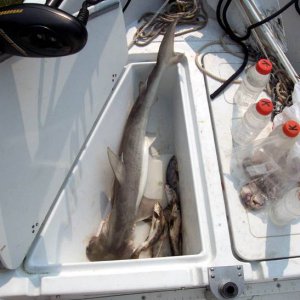 21_July_Shark_003c.JPG