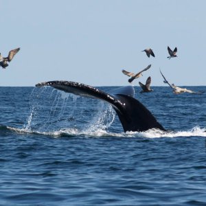 Whales_9_23_08020a.jpg