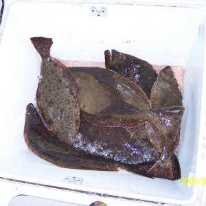 100_3396_halibut_5-23-09.jpg